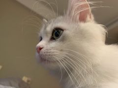 -山宅一喵德文卷毛猫舍