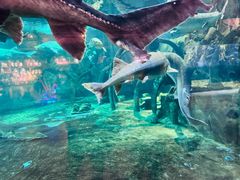 -华夏文旅海洋公园