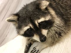 -浣熊柯尔鸭土拨鼠·电玩咖