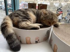 -喵屿·大理花园猫咖