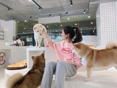 -柴务处·柴犬主题狗咖