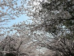 -高东镇樱花园