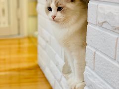 -momokira米努特·德文卷毛猫·棉花面纱犬