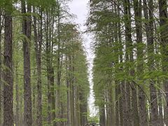-渌洋湖湿地公园