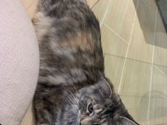 -momokira米努特·德文卷毛猫·棉花面纱犬