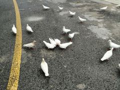 -燕塞湖鸟语林景区