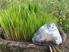 -桑洲油菜花景区