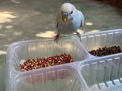 -合肥滨湖国家森林公园