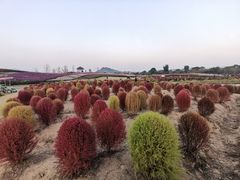 -径山花海