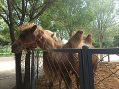 -长白岛森林公园