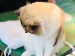 -喵喵咪呀布偶猫咖(春熙路店)