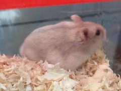 -曲阳花鸟市场(曲阳路店)
