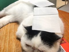 -藏猫猫咖啡主题馆(中央大道店)