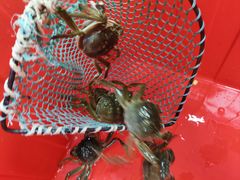 -阳澄湖大闸蟹·琼灵阁牌品牌连锁(吴中总店)