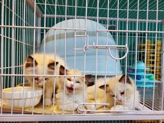 -猫十亿·布偶金渐层·曼基康矮脚猫舍(青年路店)