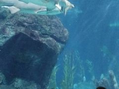 -暹罗海洋世界
