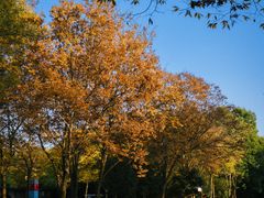 -西溪国家湿地公园