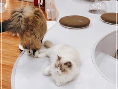 -COLOR PETS 撸猫馆·购猫·猫咖(长风大悦城店)