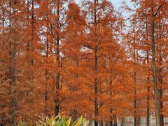 -白鹭湾湿地公园