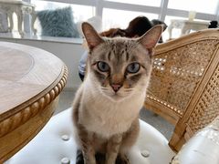 -共舞时光猫咖·狗咖(新街口店)