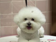 -FAELING PETS美天灵宠物(富力广场店)
