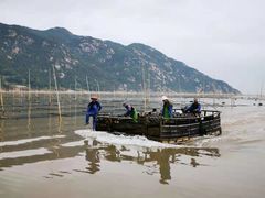 -北岐滩涂