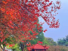 -武汉紫薇都市田园