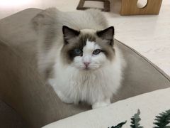 -猫和宫(六道口店)