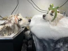 -PETKIT小佩宠物(古北店)