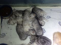 iphone_upload_pic-喵的天空名猫咖啡馆·撸猫·猫舍·用品