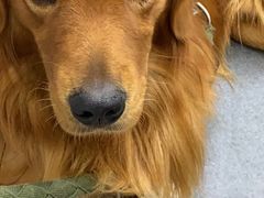 -爱侣宠医·鹦鹉专科·小型哺乳类·异宠专科(灵石路店)