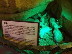 -游龙石文化科普馆