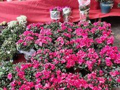 -龙大花卉苗木市场