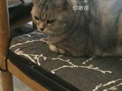 -平行世界·猫咖(首经贸店)