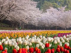 -苏州上方山国家森林公园