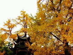 -千年银杏谷文化旅游区