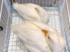 -怪兽屋·羊驼·猫咖·狗咖(俊华广场店)