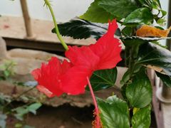 -北京植物园-展览温室