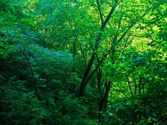 -帽儿山风景区