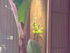 -单家老院·院子里的青岛菜(沙子口店)