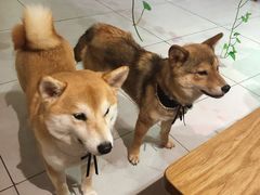 -柴务处·柴犬主题狗咖