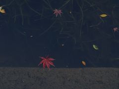 -秋霞圃