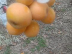 -合肥滨湖国家森林公园