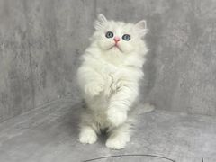 -小猫来了·猫舍(红山六九七九店)