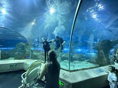 -芜湖新华联大白鲸海洋公园