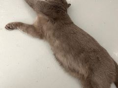-猫友咖啡店(玉林西路店)