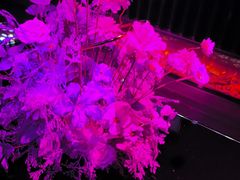 -黑桃K生日订制KTV