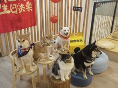 -柴迷FANS CLUB·柴犬狗咖·猫咖