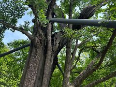 -上海佘山国家森林公园天马山园