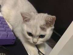 -东方名猫馆·英短金渐层布偶猫舍(环线广场1号楼店)